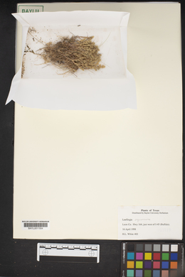Loeflingia squarrosa image
