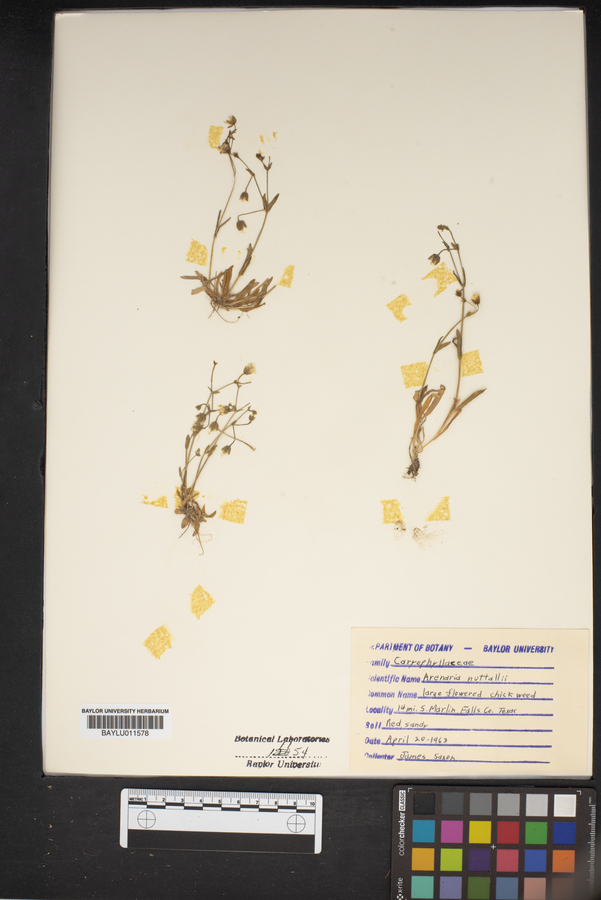 Arenaria nuttallii image
