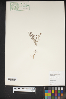 Paronychia setacea image