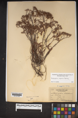 Paronychia dichotoma image