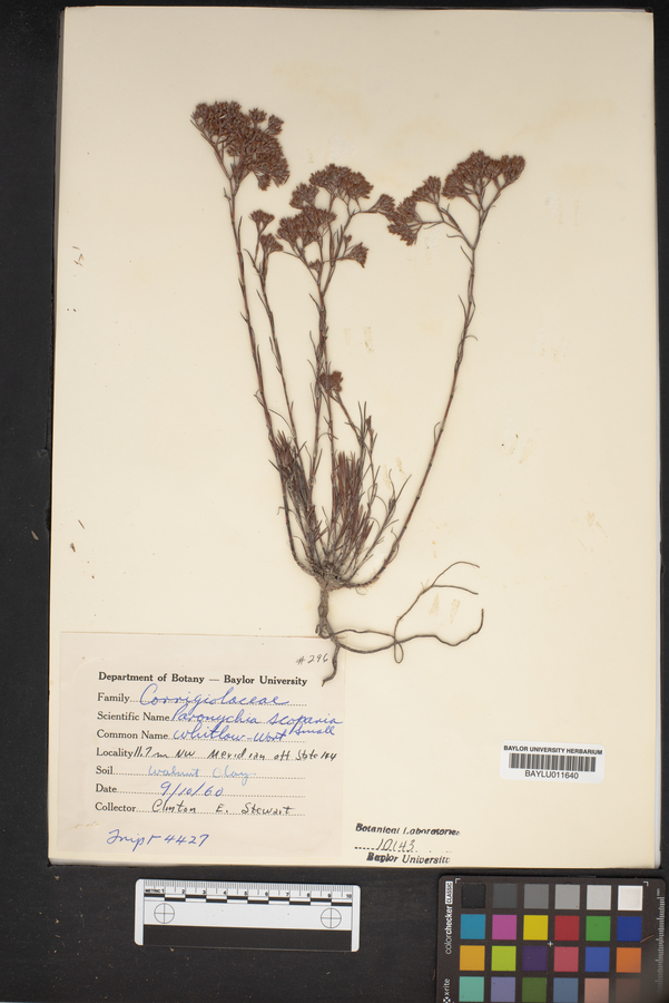 Paronychia scoparia image