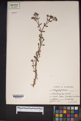 Image of Odontonychia erecta