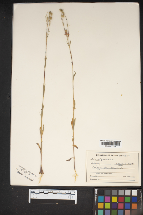 Silene scouleri subsp. hallii image