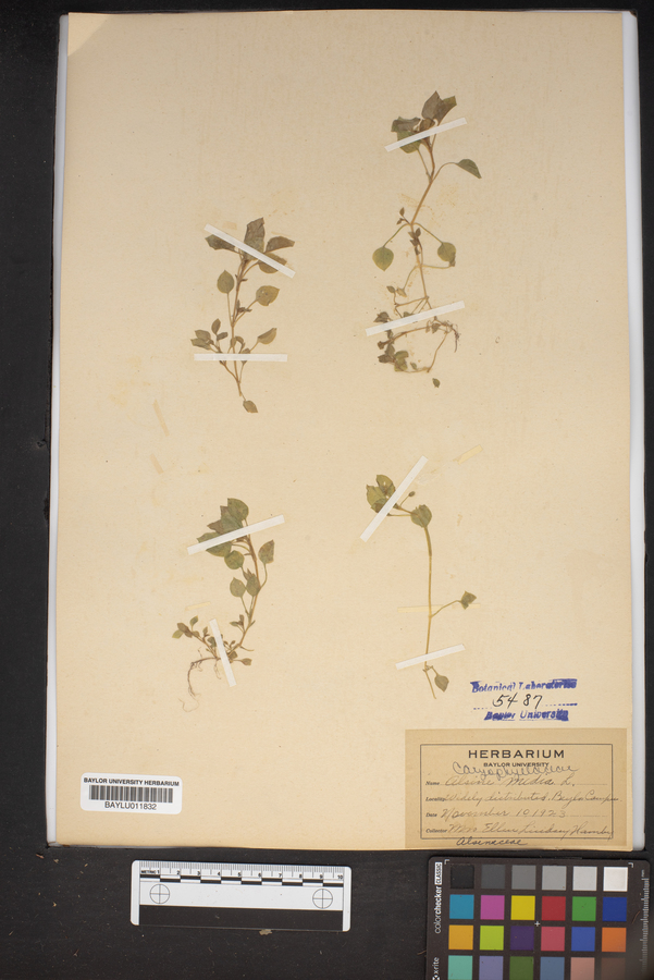 Stellaria media subsp. media image
