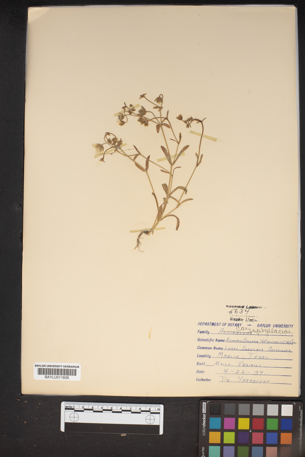 Alsinopsis image