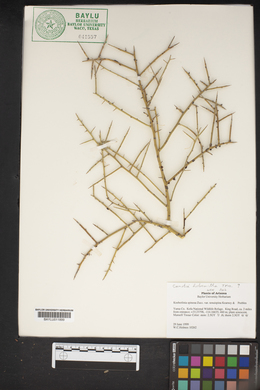 Koeberlinia spinosa var. tenuispina image