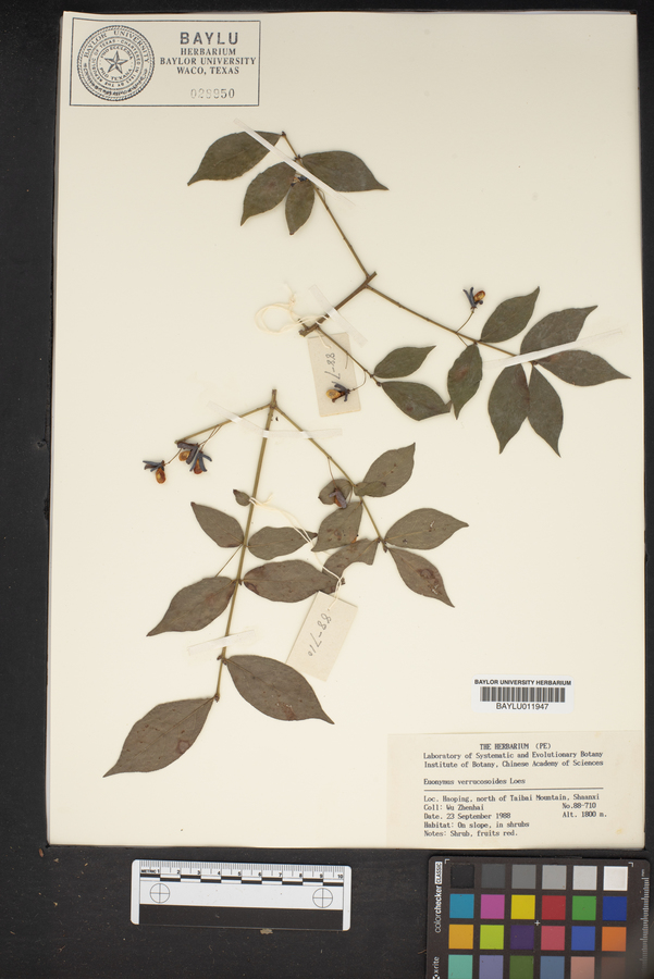 Euonymus verrucosoides image
