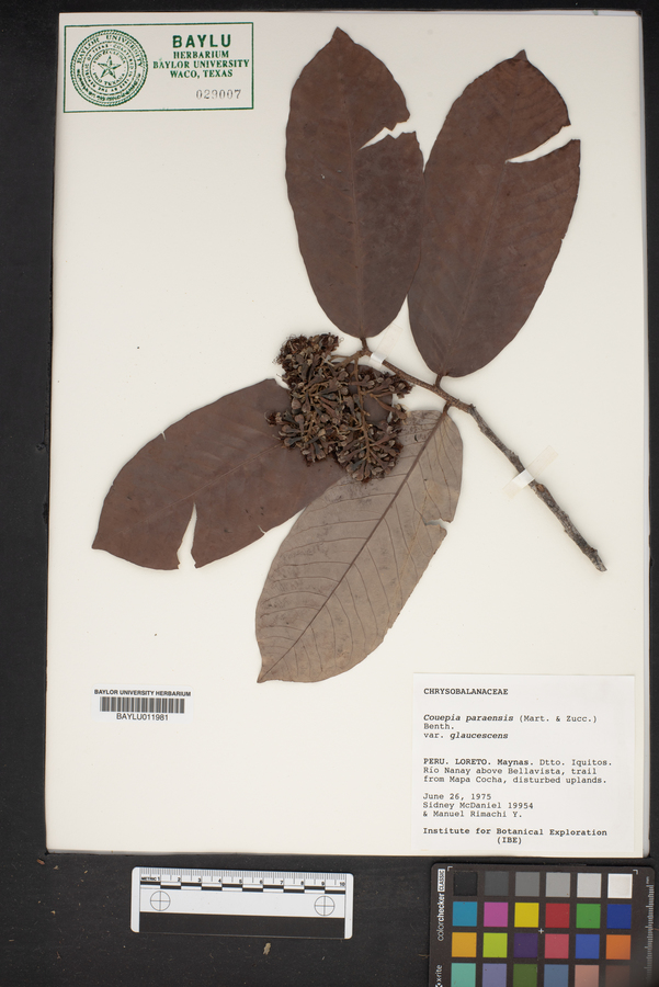Couepia paraensis image