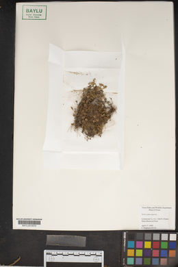 Soliva sessilis image