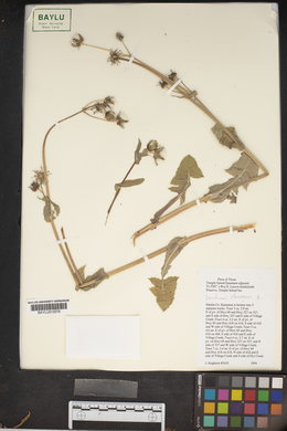 Sonchus oleraceus image