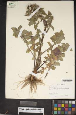 Sonchus oleraceus image