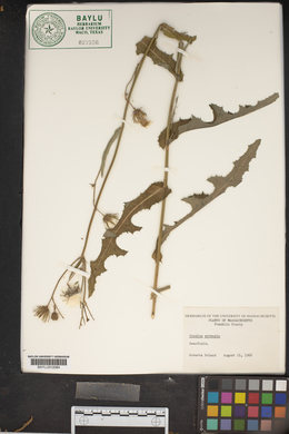 Sonchus arvensis image