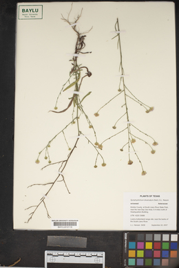 Symphyotrichum subulatum var. ligulatum image
