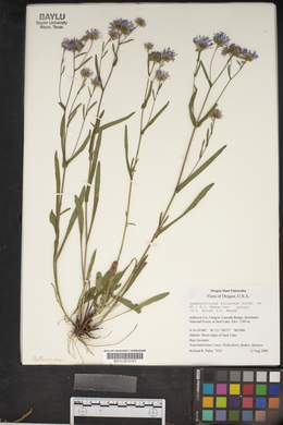 Symphyotrichum foliaceum image