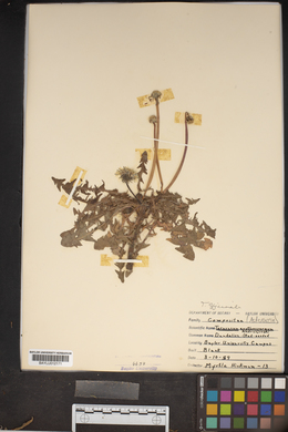 Taraxacum erythrospermum image