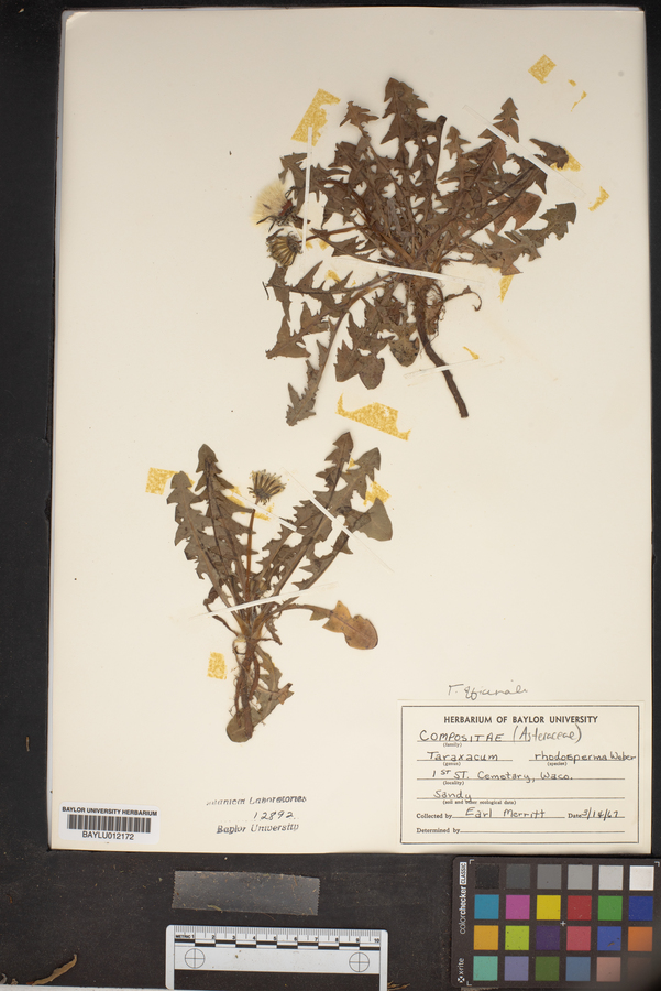 Taraxacum officinale subsp. officinale image