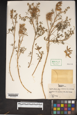 Lupinus bicolor image