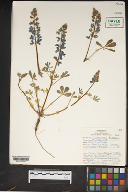 Lupinus texensis image