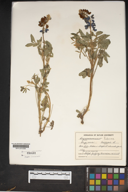 Lupinus texensis image