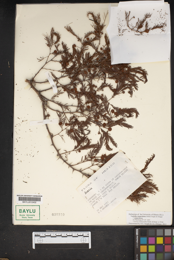 Vachellia campechiana f. campechiana image