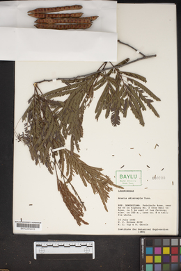 Image of Senegalia angustifolia