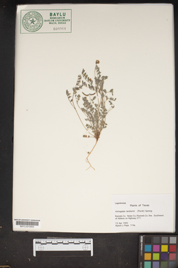 Astragalus lambertii image