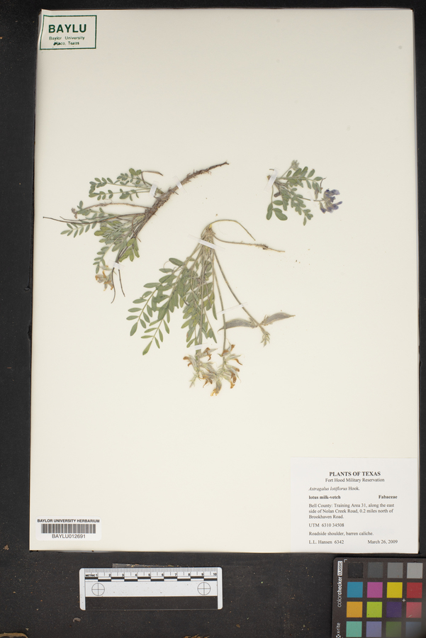 Astragalus lotiflorus image