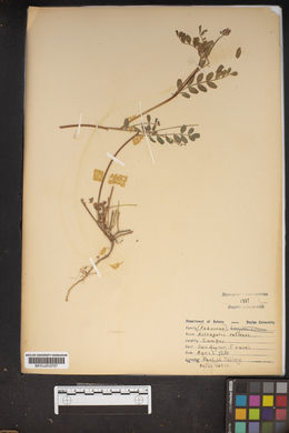 Astragalus reflexus image