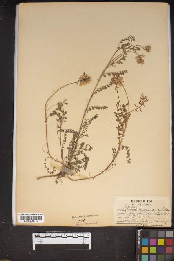 Astragalus engelmannii image