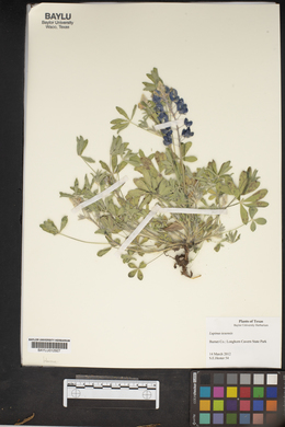 Lupinus texensis image