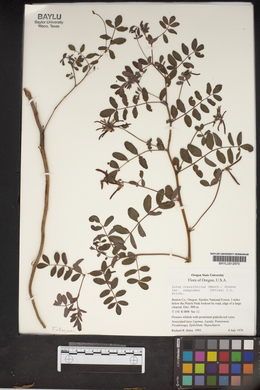 Lotus crassifolius image