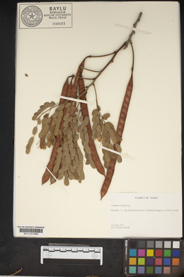 Leucaena retusa image