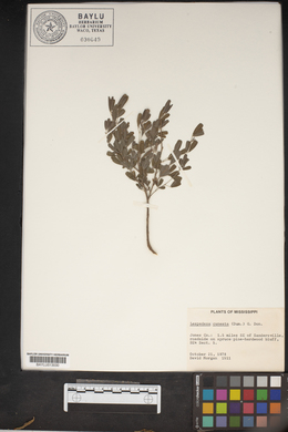 Lespedeza cuneata image