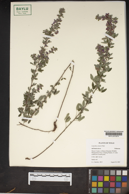 Lespedeza stuevei image