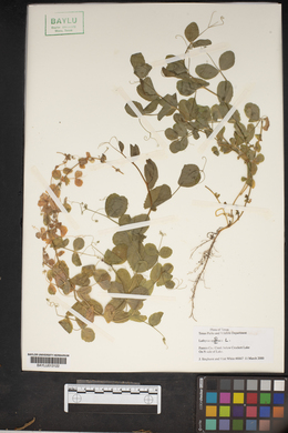 Lathyrus aphaca image