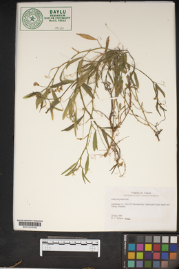 Lathyrus pusillus image