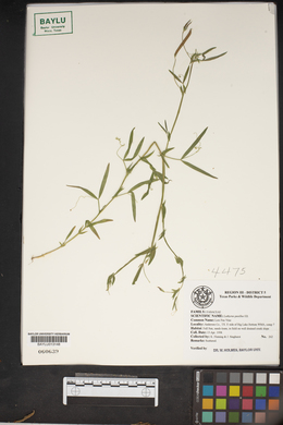 Lathyrus pusillus image