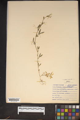 Lathyrus pusillus image