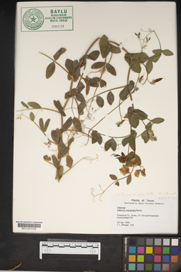 Lathyrus venosus image