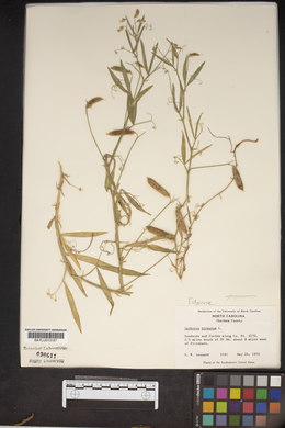 Lathyrus hirsutus image