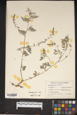 Indigofera miniata image