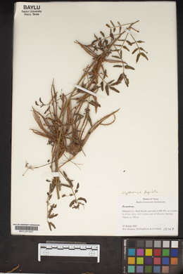 Glycyrrhiza lepidota image