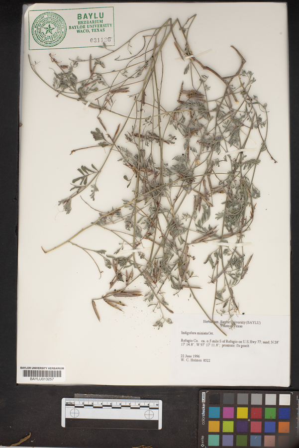 Indigofera miniata image