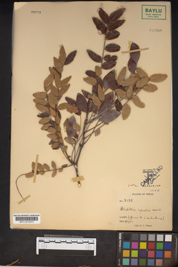 Gleditsia aquatica image