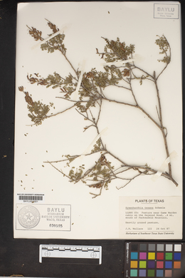 Eysenhardtia texana image