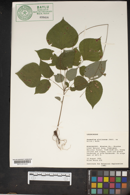 Hylodesmum glutinosum image