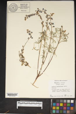 Lupinus sparsiflorus image