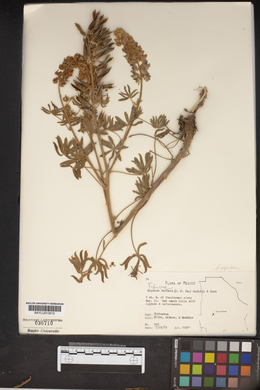 Media resource of Lupinus barkeri