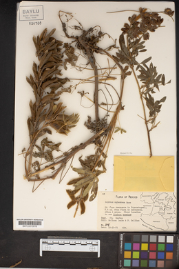 Lupinus splendens image