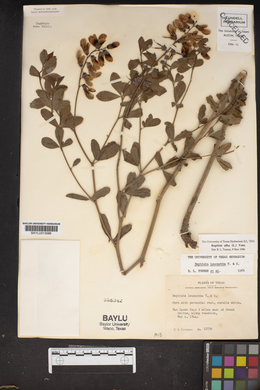 Baptisia alba image